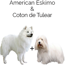 Coton Eskimo Dog